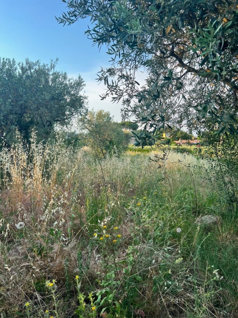 CINI PAYSAGE